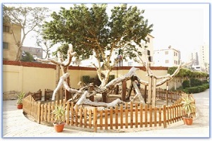 شجرة العذراء مريم