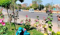 الاهتمام بالمساحات الخضراء بنطاق الحى