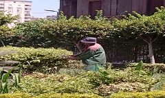 رفع كفاءة الأشجار بحديقة قشتمر 