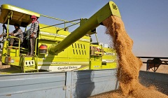 Egypt_India_wheat.jpg