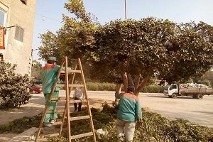 اعمال تقليم للأشجار المتواجدة بشارع آل البحر
