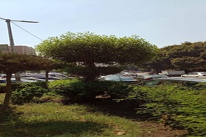 قص وتهذيب الأشجار بالسبتية