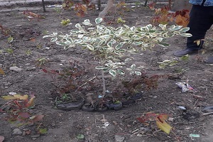 انطلاق مبادرة اتحضر للاخضر بميدان علي محمود 