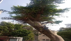 متابعة تقليم الاشجار بنطاق الحي  